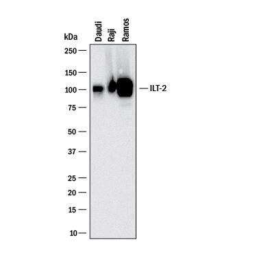 Detection of Human LILRB1/CD85j/ILT2 antibody by Western Blot.