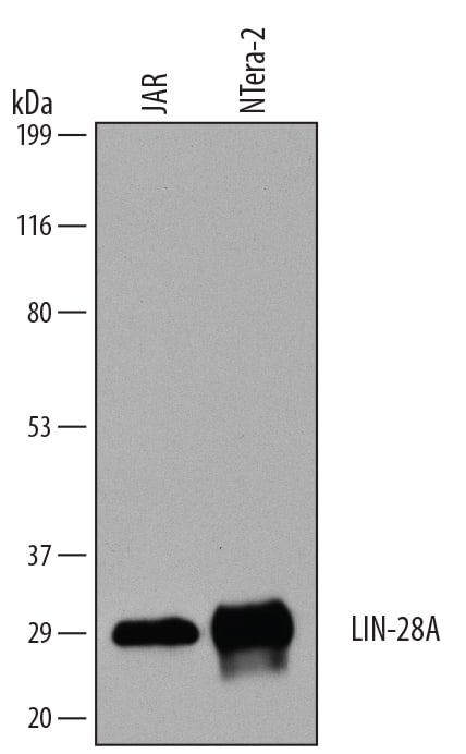 Detection of Human LIN-28A antibody by Western Blot.