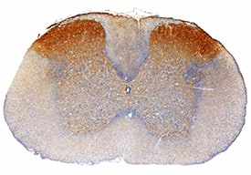 LINGO-1 antibody in Mouse Spinal Cord by Immunohistochemistry (IHC-Fr).