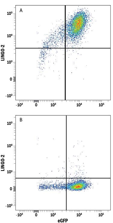 Detection of LINGO-2 antibody in HEK293 Human Cell Line Transfected with Human LINGO-2 and eGFP antibody by Flow Cytometry.