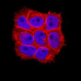 LITAF antibody in A431 Human Cell Line by Immunocytochemistry (ICC).