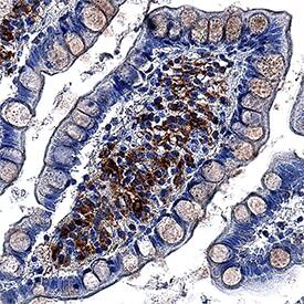 LITAF antibody in Human Small Intestine by Immunohistochemistry (IHC-P).