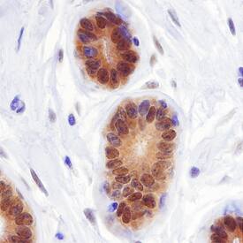 LKB1/STK11 antibody in Human Breast by Immunohistochemistry (IHC-P).