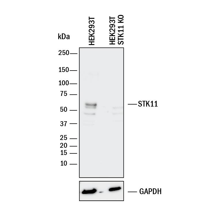 Western Blot Shows Human LKB1/STK11 Antibody Specificity by Using Knockout Cell Line.