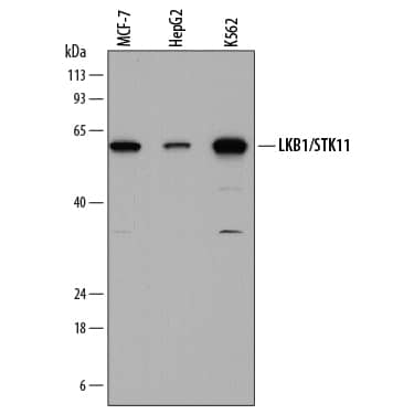 Detection of Human LKB1/STK11 antibody by Western Blot.