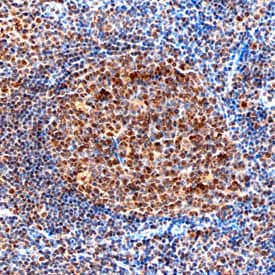 LMO2 antibody in Human Tonsil by Immunohistochemistry (IHC-P).