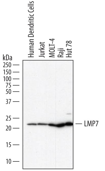 Detection of Human LMP7/PSMB8 antibody by Western Blot.