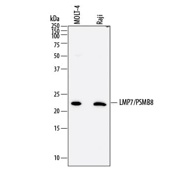 Detection of Human LMP7/PSMB8 antibody by Western Blot.