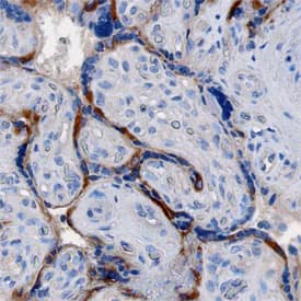 LOX-1/OLR1 antibody in Human Placenta by Immunohistochemistry (IHC-P).