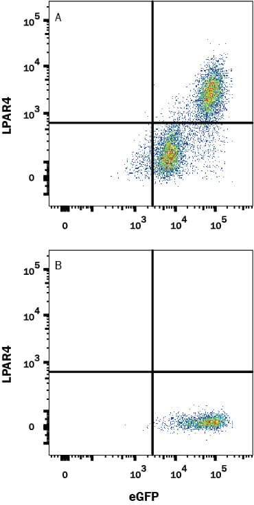 Detection of LPAR4 antibody in HEK293 Human Cell Line Transfected with Human LPAR4 and eGFP antibody by Flow Cytometry.