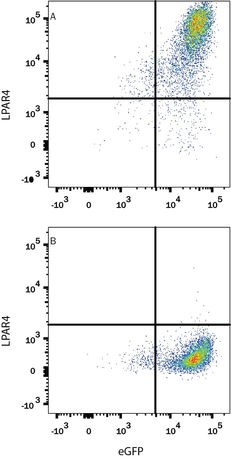 Detection of LPAR4 antibody in HEK293 Human Cell Line Transfected with Human LPAR4 and eGFP antibody by Flow Cytometry.