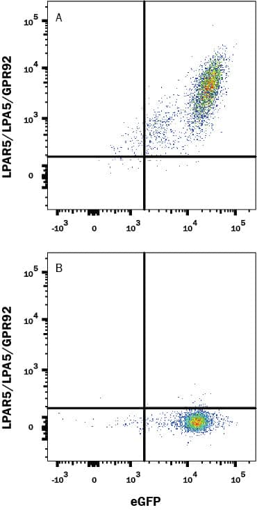 Detection of LPAR5/LPA5/GPR92 antibody in HEK293 Human Cell Line Transfected with Human LPAR5/LPA5/GPR92 and eGFP antibody by Flow Cytometry.