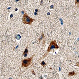 LRG1 antibody in Human Brain by Immunohistochemistry (IHC-P).
