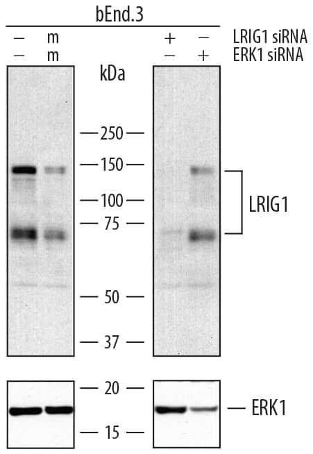 Detection of Mouse LRIG1 antibody by Western Blot.