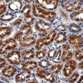 LRIG1 antibody in Human Kidney by Immunohistochemistry (IHC-P).