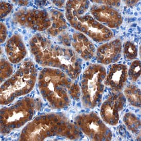 LRIG1 antibody in Human Kidney by Immunohistochemistry (IHC-P).