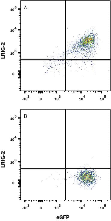 Detection of LRIG-2 antibody in HEK293 Human Cell Line Transfected with Human LRIG-2 and eGFP antibody by Flow Cytometry.