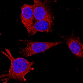 LRIG2 antibody in IMCD3 Mouse Cell Line by Immunocytochemistry (ICC).
