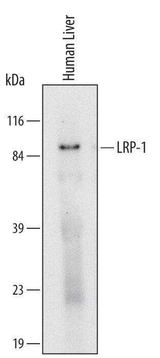 Detection of Human LRP-1 antibody by Western Blot.