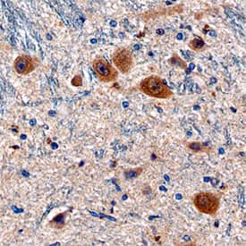 LRP-4 antibody in Human Brain by Immunohistochemistry (IHC-P).