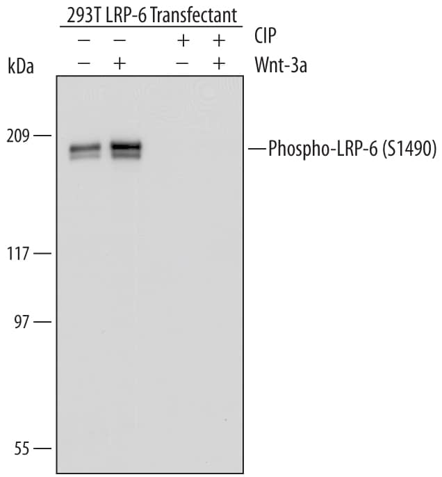 Detection of Human Phospho-LRP-6 (S1490) antibody by Western Blot.