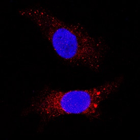 LRP-1 Cluster II antibody in HepG2 Human Cell Line by Immunocytochemistry (ICC).