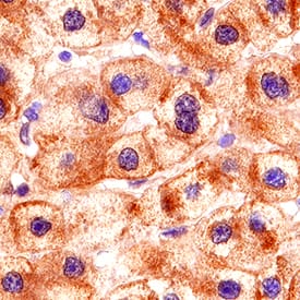 LRP-1 Cluster II antibody in Human Liver by Immunohistochemistry (IHC-P).