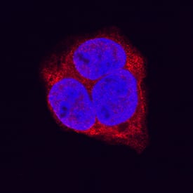 LRP-1 antibody in HepG2 Human Cell Line by Immunocytochemistry (ICC).