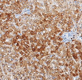 LRP-1 antibody in Human Liver by Immunohistochemistry (IHC-P).