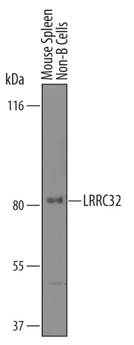 Detection of Mouse LRRC32/GARP antibody by Western Blot.