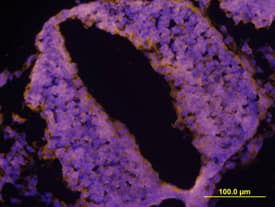 LRRTM2 antibody in Mouse Neural Tube by Immunohistochemistry (IHC-Fr).