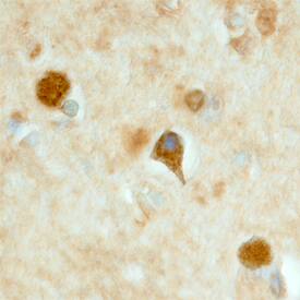 LRRTM3 antibody in Human Hippocampus by Immunohistochemistry (IHC-Fr).