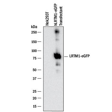 Detection of Human LRTM1 antibody by Western Blot.