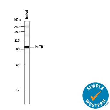 Detection of Human LTK antibody by Simple WesternTM.