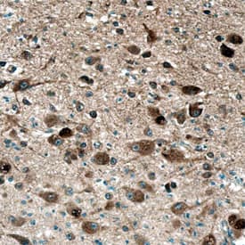 LYPD1 antibody in Human Brain by Immunohistochemistry (IHC-P).