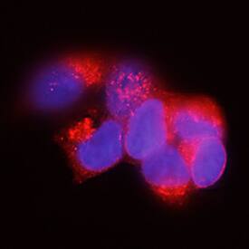 LYPD8 antibody in HEK293 Human Cell Line by Immunocytochemistry (ICC).