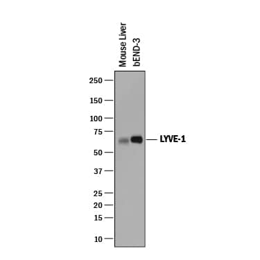 Detection of Mouse LYVE-1 antibody by Western Blot.