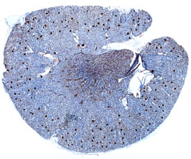 LYVE-1 antibody in Rat Kidney by Immunohistochemistry (IHC-Fr).
