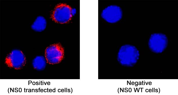 LYVE-1 antibody in NS0 mouse myeloma cell line transfected with mouse LYVE-1 by Immunocytochemistry (ICC).
