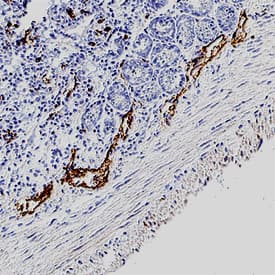 LYVE-1 antibody in Mouse Intestine by Immunohistochemistry (IHC-Fr).