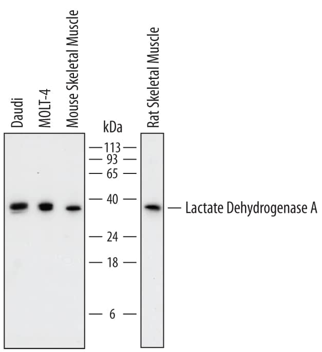 Detection of Human, Mouse, and Rat Lactate Dehydrogenase A/LDHA antibody by Western Blot.