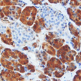 Lactate Dehydrogenase A/LDHA antibody in Human Pancreas by Immunohistochemistry (IHC-P).