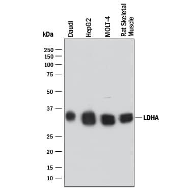 Detection of Human and Rat Lactate Dehydrogenase A/LDHA antibody by Western Blot.