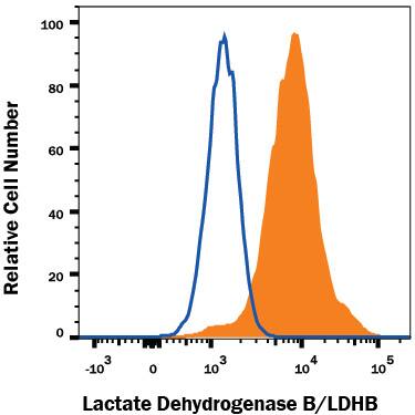 Detection of Lactate Dehydrogenase B/LDHB antibody in HeLa Human Cell Line antibody by Flow Cytometry.