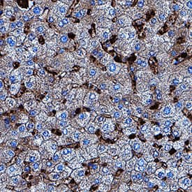 Lactate Dehydrogenase B/LDHB antibody in Human Liver by Immunohistochemistry (IHC-P).