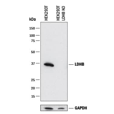 Western Blot Shows Human Lactate Dehydrogenase B/LDHB Antibody Specificity by Using Knockout Cell Line.