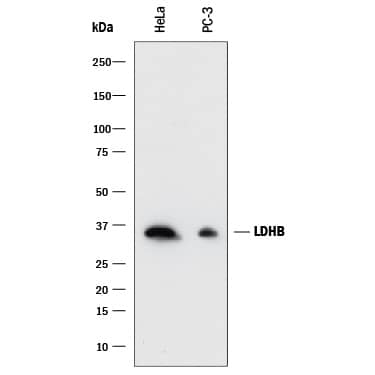 Detection of Human Lactate Dehydrogenase B/LDHB antibody by Western Blot.