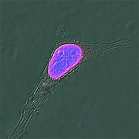 Lamin B1 antibody in HeLa Human Cell Line by Immunocytochemistry (ICC).