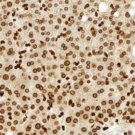 Lamin B1 antibody in Human Liver by Immunohistochemistry (IHC-P).