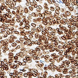 Lamin B1 antibody in Human Liver by Immunohistochemistry (IHC-P).